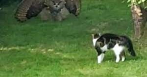 Un gattino viene spaventato da un grosso gufo (VIDEO)