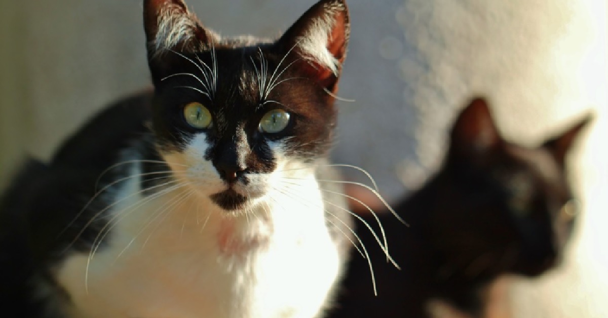 I due gattini Tuxedo fanno a gara per arrivare prima in cucina, il video è di una simpatia travolgente