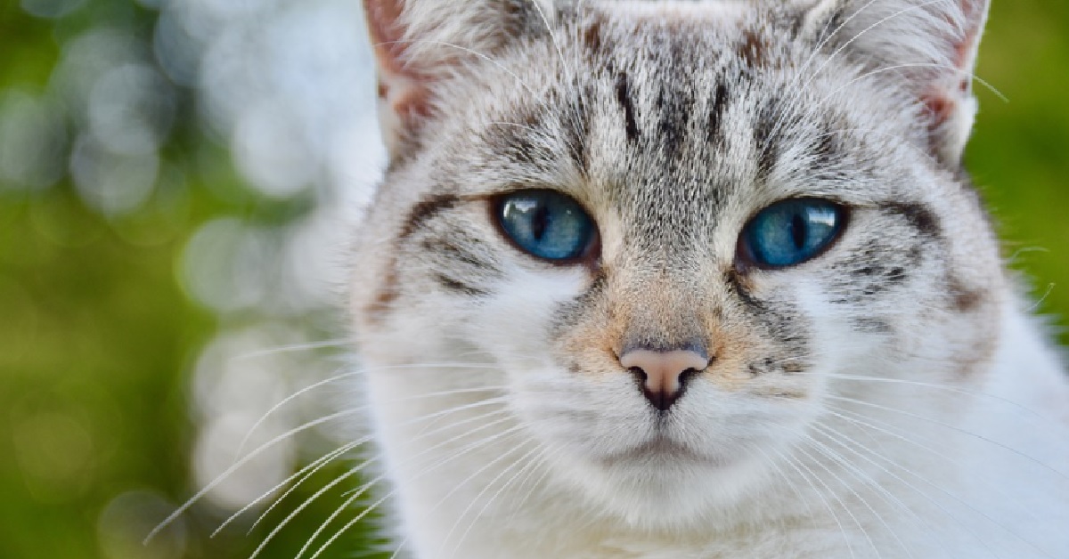 Il gattino europeo sa come ottenere delle coccole, l’infallibile metodo nel video