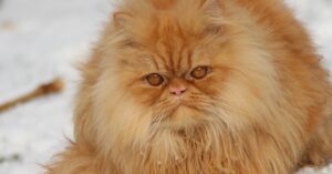 Il gattino Exotic Shorthair affronta un percorso ad ostacoli, il video dell’impresa