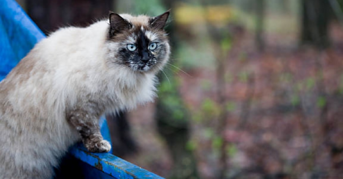 Il gattino Himalayano assomiglia ad un lupo mannaro, il video vi lascerà di stucco