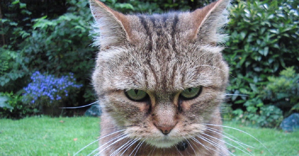 Il gattino non vuole che la mamma beva il vino, il video è semplicemente esilarante