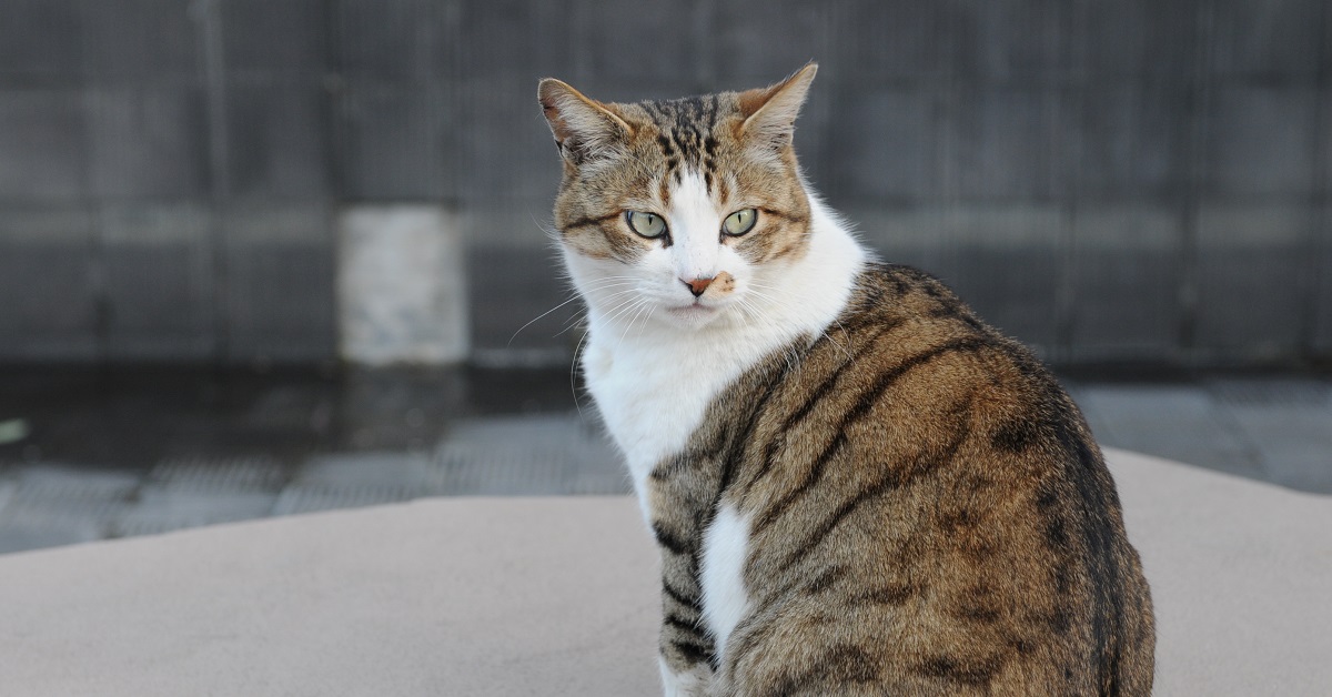 Il gattino si fa portare in giro dal cane con il “mezzo speciale”, il video vi stupirà