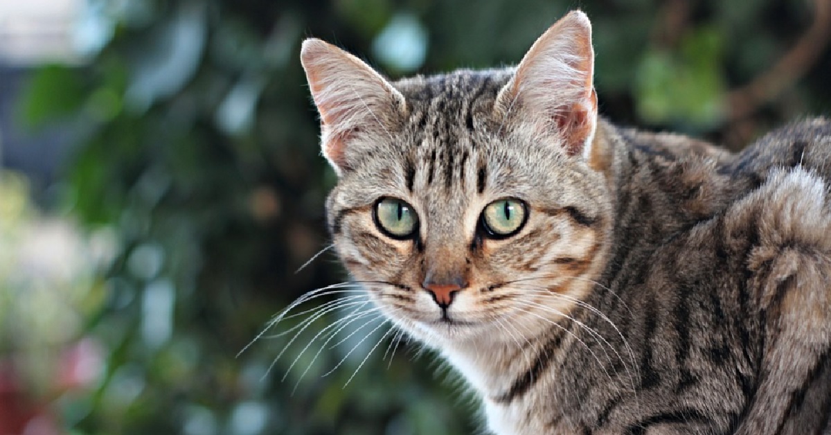 Il gattino Soriano approfitta del “servizio” dell’amico cavallo, il video è incantevole