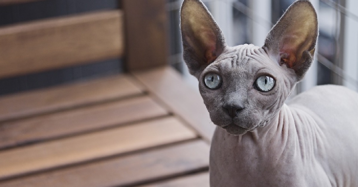 Il gattino Sphynx ha voglia di curiosare in cucina, il video è impressionante