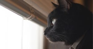 La gattina Marceline e la sua passione per i documentari, il video è da non credere