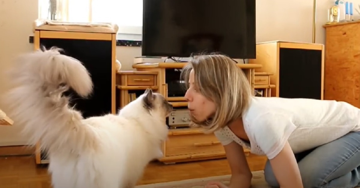 La gattina Ragdoll ha una buffa reazione appena la mamma si mette a fischiare, il video è imperdibile