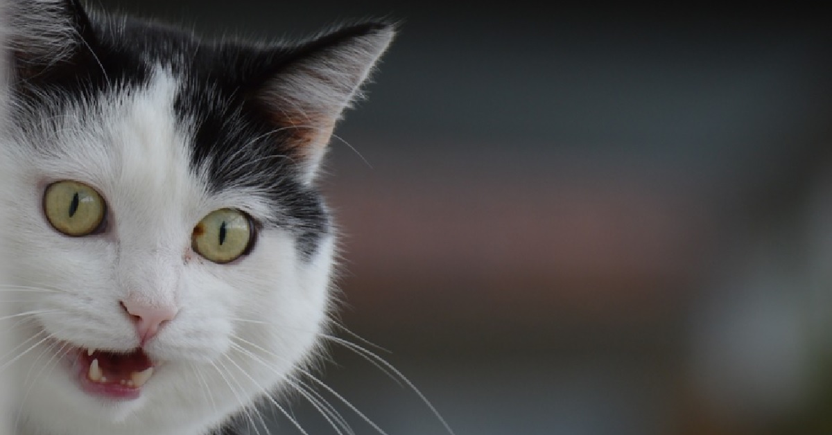 La gattina Tuxedo ha paura dell’immagine di Donald Trump, il video è letteralmente esilarante