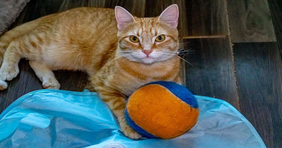 La gattina Lua ha una maniera di giocare con la palla molto particolare (VIDEO)