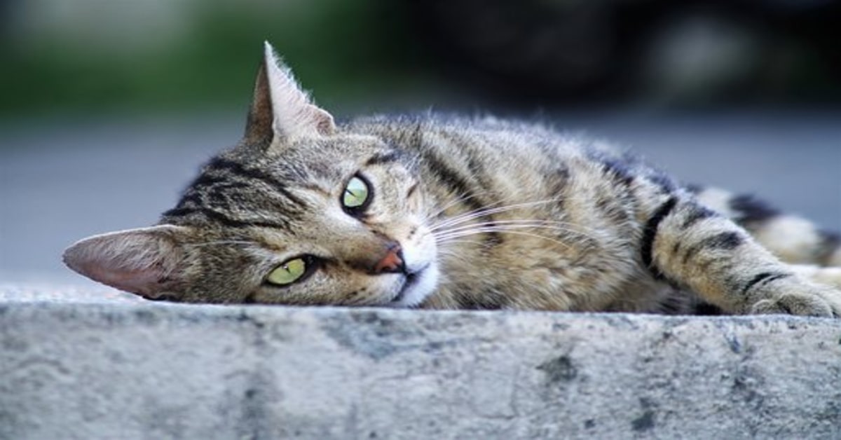 Il salvataggio di Maximus, il gattino al quale hanno dovuto amputare una zampa (VIDEO)