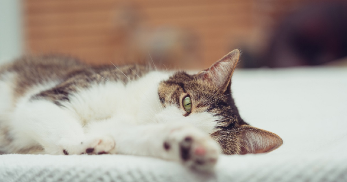 Questo gattino ama chiedere le coccole così, il video è da vedere e rivedere