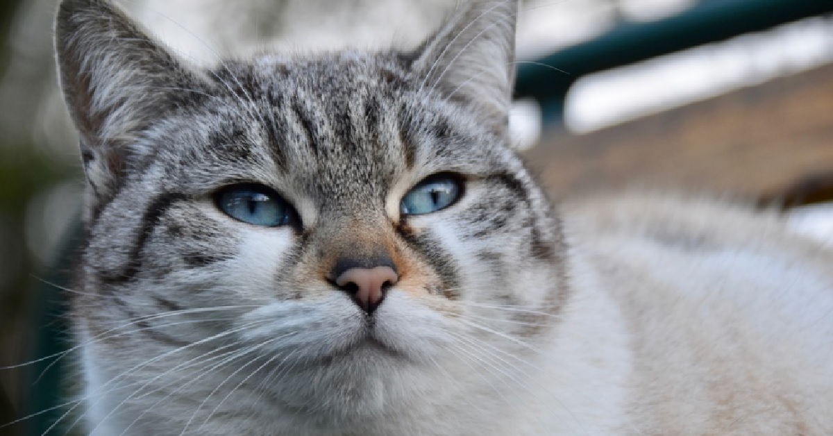 Questo gattino europeo non resiste alla voglia di gelato, tutta la sua golosità in video