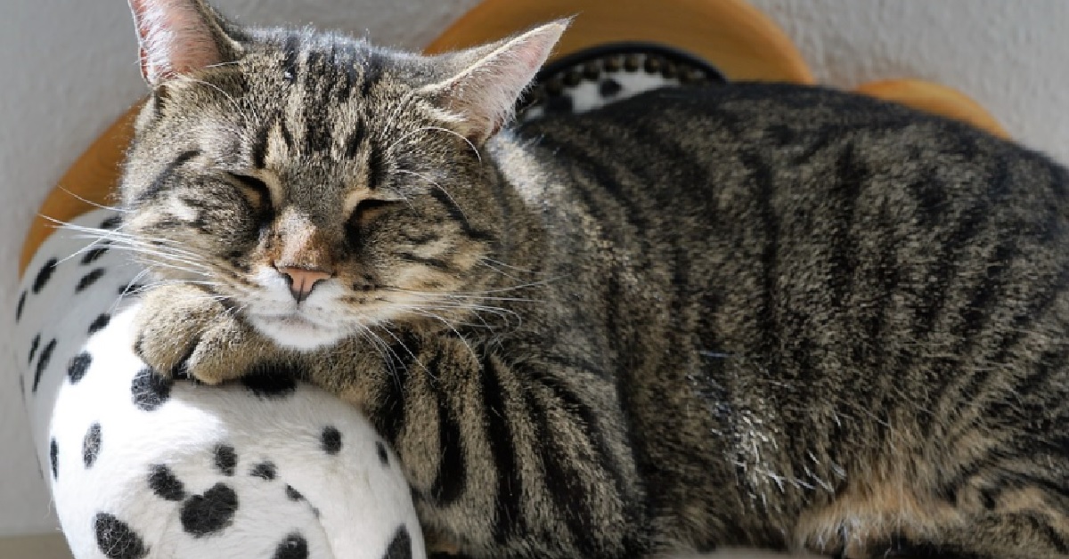 Questo gattino Soriano adora i massaggi sulla testa, tutto il suo relax in video