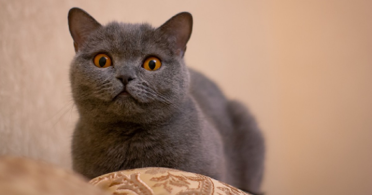 Un gattino British Shorthair rimane bloccato nella teca di vetro, il video è sensazionale