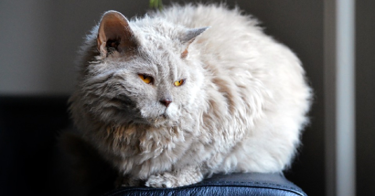 Una gattina Selkirk Rex si confonde col tappeto in salotto, il video vi lascerà di stucco