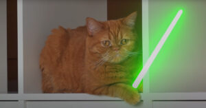 I gattini affrontano per la prima volta Darth Vader di Star Wars