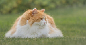 Il gattino British Longhair incontra per la prima volta il nuovo cucciolo di casa e il momento è magico