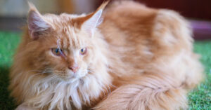 Il gattino Maine Coon si lava le “mani” prima della cena (video)