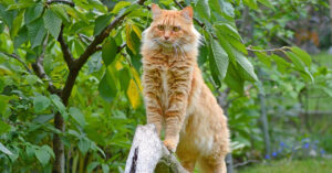 Il gattino Maine Coon vuole la sua cena “ora” (video)