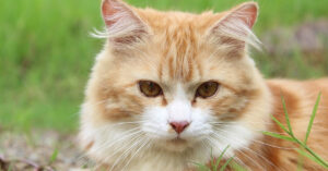 Il gattino e il cagnolino scoprono per la prima volta la magia delle bolle di sapone