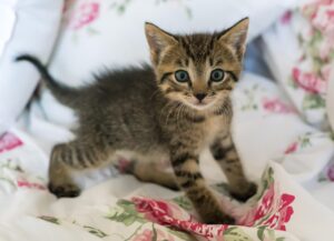 Il gattino è in ritardo per la cena e chiede scusa alla mamma arrabbiata (video)