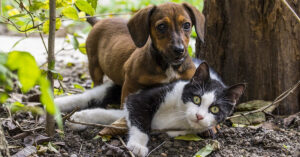 Il gattino incontra per la prima volta un cucciolo di Bassotto e emoziona il web