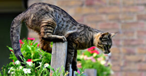 Il gattino “scalatore” prova a fuggire arrampicandosi su una zanzariera (video)