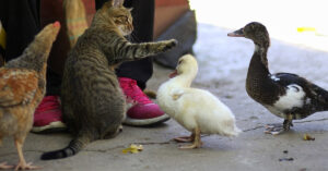 Il gattino vuole dimostrare al gallo chi comanda: il risultato è tutto da ridere (video)