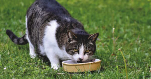 Il gatto e il fagiano si incontrano per la prima volta di fronte ad una ciotola piena di cibo: chi avrà la meglio?