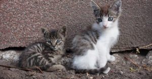 Questi gattini orfani lasciano che sia una gallina a prendersi cura di loro (video)