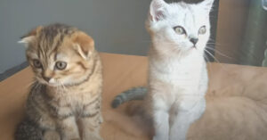 Questo gattino Scottish Fold è il papà più premuroso del mondo (video)