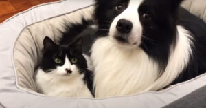 Questo gattino e questo Border Collie sono uguali e anche inseparabili (video)