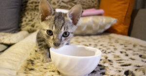 Questo gattino prova in tutti i modi a far capire alla sua padrona che è il momento di mangiare (video)