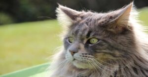 Il gattino Maine Coon Anfisa non ha paura di nulla, nemmeno di due minacciosi cigni (VIDEO)