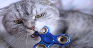 Il gattino Cheesah si diverte molto con un fidget spinner (VIDEO)