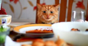 Il gattino Soriano fa finta di nulla e poi ruba il toast, il video è irresistibile