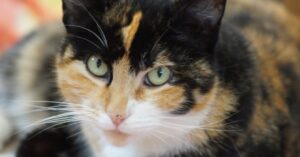 La gattina calico e la sua antipatia per gli strofinacci, la divertente vicenda in video