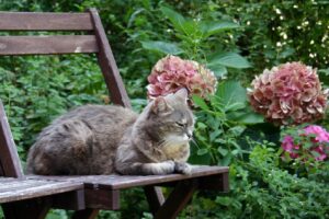 5 consigli per rendere il giardino sicuro per il gatto