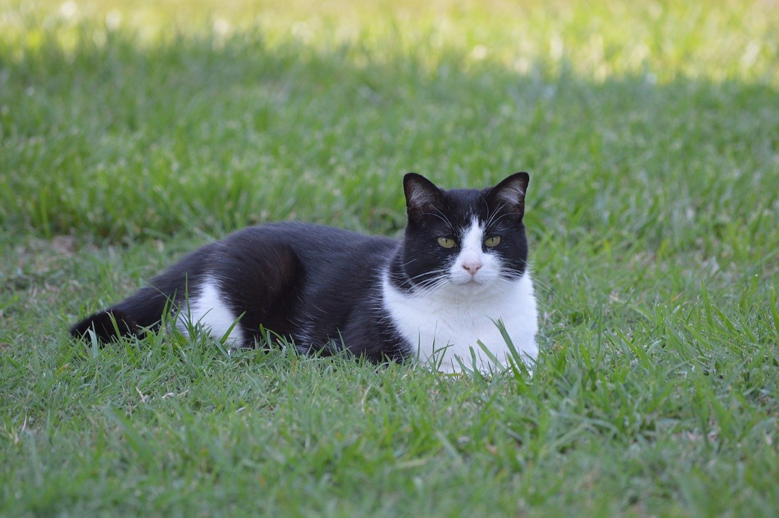 Gatto tuxedo: caratteristiche e storia del gatto bicolore