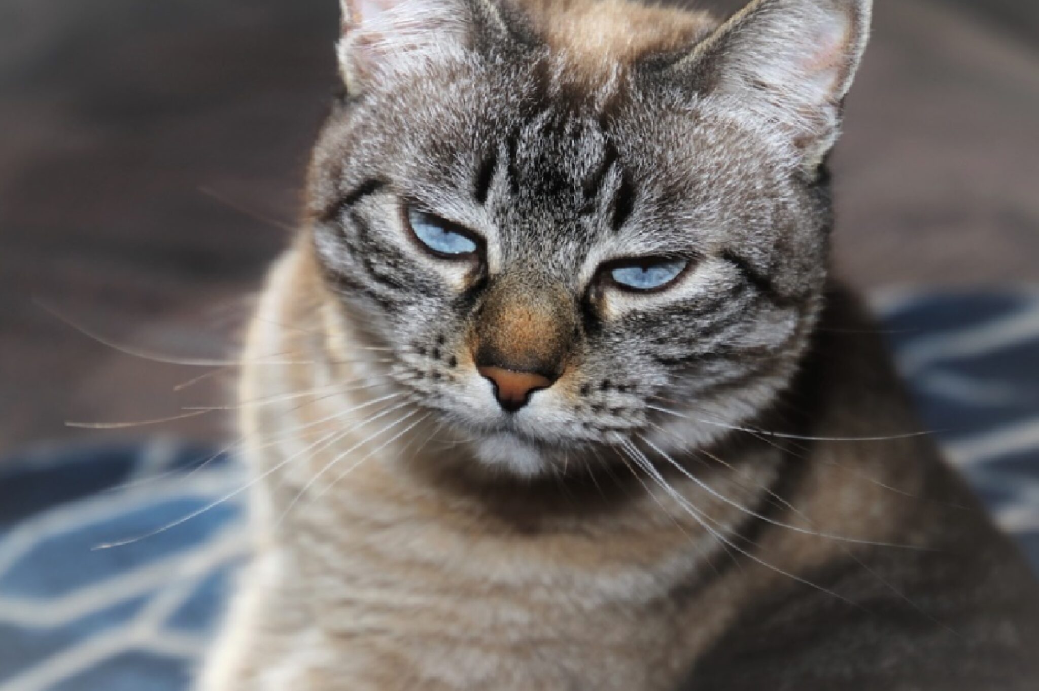 Полосатая кошка с голубыми глазами