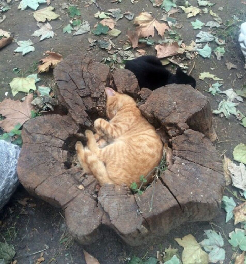 felino tronco albero