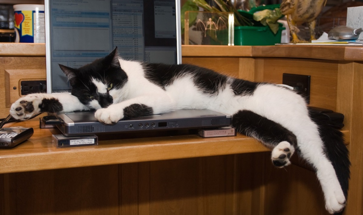 Computer cat. Котик возле компьютера. Кот спит на компьютере. Кот лежит на компьютере. Кот лежит на компьютерном столе.