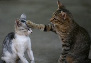 Un gattino salva il suo amico investito con un massaggio cardiaco (VIDEO)