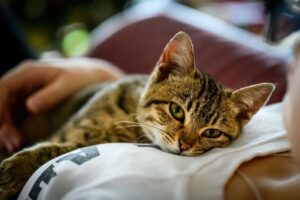 Il gatto è felice? 5 segnali a cui prestare attenzione