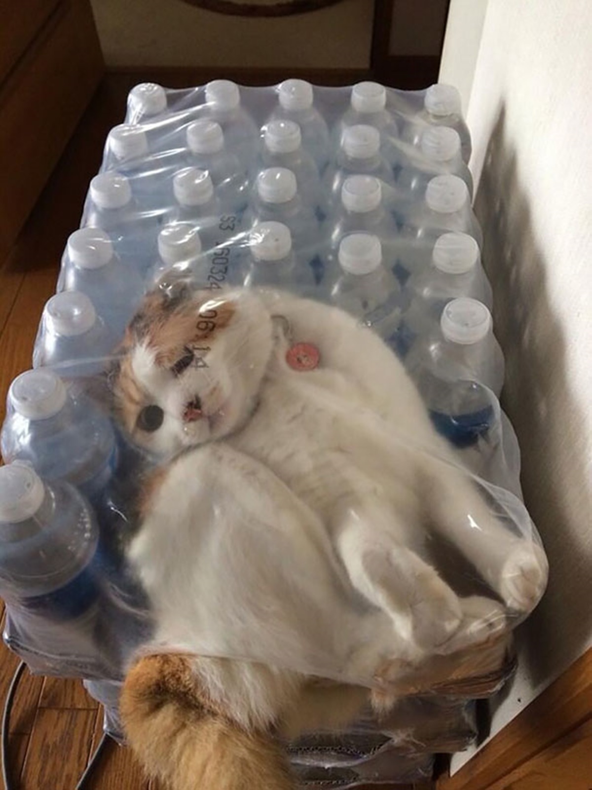 gatto acqua