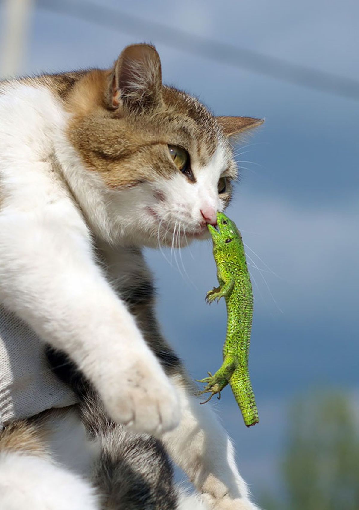 gatto lucertola