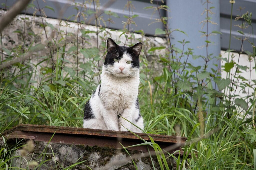 gatto seduto natura