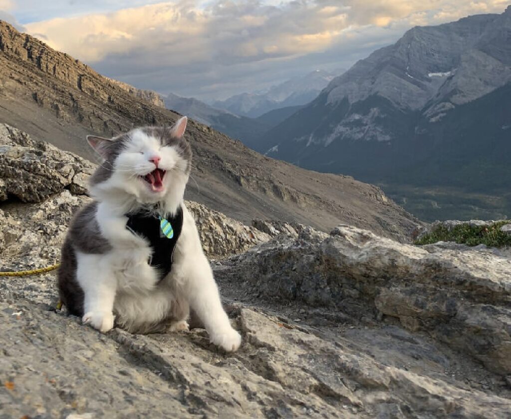 gatto grande panorama stupendo