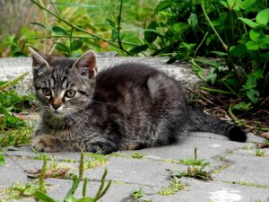 Steve: la storia di un gattino abbandonato che per fortuna ora è felice (VIDEO)