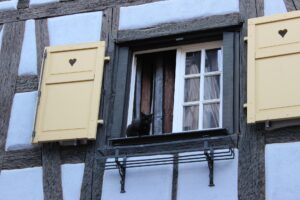 Terni: il salvataggio di un gattino sospeso nel vuoto, impigliato nei fili per stendere il bucato (VIDEO)